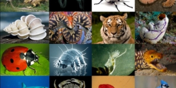 photos d'animaux divers